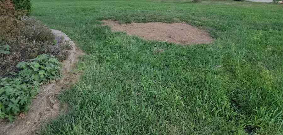 Wide view of a yard after stump grinding and cleanup in Springfield, MO